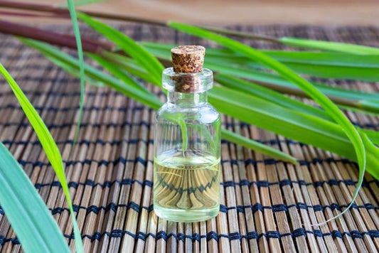 La puissance naturelle de la Citronnelle : Une arme écologique contre les moustiques